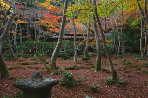 祇王寺~紅く染まった秋の風情ある庭園~