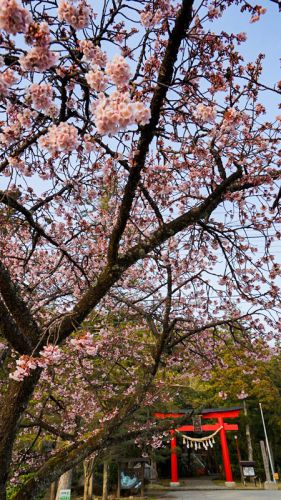 【神社】寒桜に彩られた佐渡一ノ宮 度津神社で御朱印をいただく。