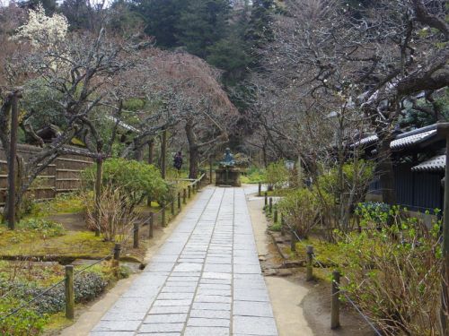 水月観音特別公開と彼岸桜 北鎌倉 東慶寺