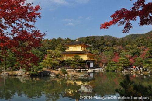 紅葉が引き立たせるその美しさ!世界遺産・金閣寺改め鹿苑寺