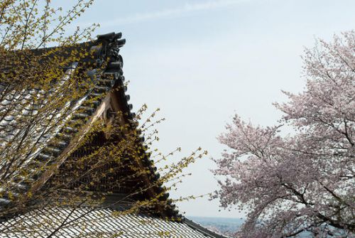 桜咲く清水寺(栃木市)