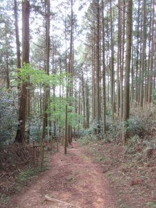 【西国33巡礼】Day10-2.龍の眠る日本最初の厄除霊場!第7番札所「岡寺」の御朱印