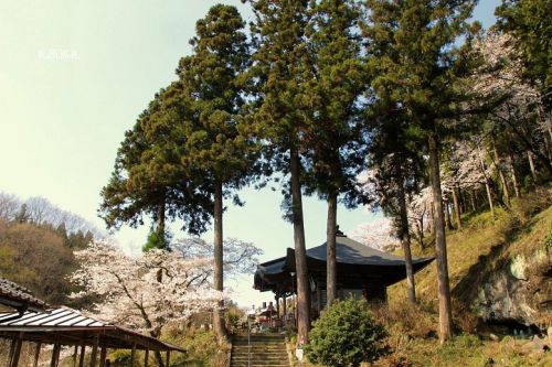 常泉寺 春の境内