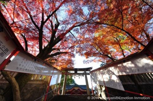実は明智光秀は民に慕われている領主だ!光秀を祀る御霊神社