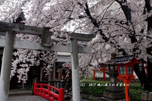 桜の情景 京都・六孫王神社(ろくそんのうじんじゃ)