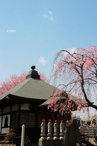 多聞寺の枝垂れ桜