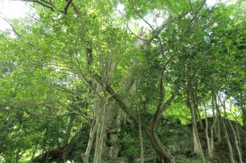 2017/6/24(土) 白瀧神社 桐生市 群馬県