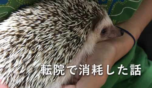 精神科の転院。わたしは、遠くて激混みだけど良い先生に通うことにした。