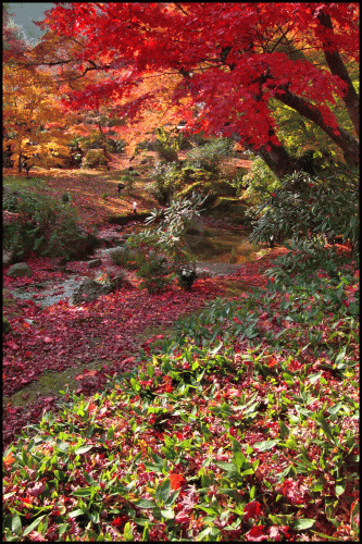 宝厳院の紅葉2017現在の見ごろ時期は?ライトアップの時間と混雑も