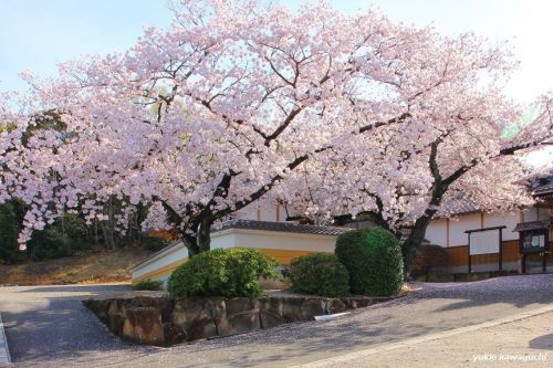 桶狭間の戦いに ゆかりある寺院! 今川義元の首検証をしたと伝わる 桶狭間 長福寺 No.7