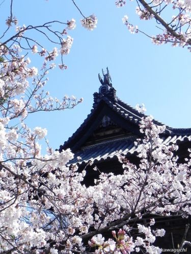 縁結びのご利益で知られた笠寺観音　[ 天林山 笠覆寺 ] 　No.1