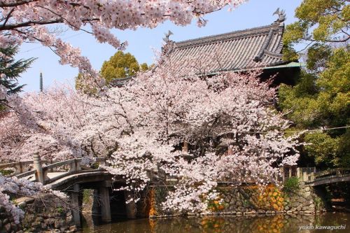 縁結びのご利益で知られた笠寺観音　[ 天林山 笠覆寺 ] 　No.4