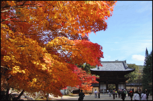 神護寺の紅葉2017の見ごろ時期や現在は?混雑とライトアップ情報も