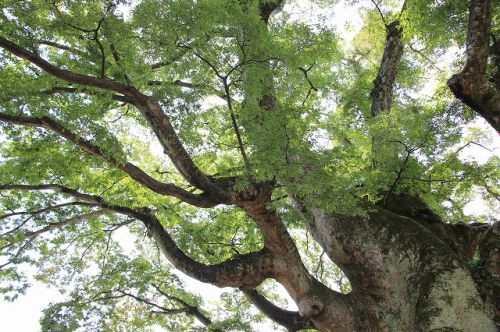高月観音の里ふるさとまつり(柏原阿弥陀堂・横山神社)