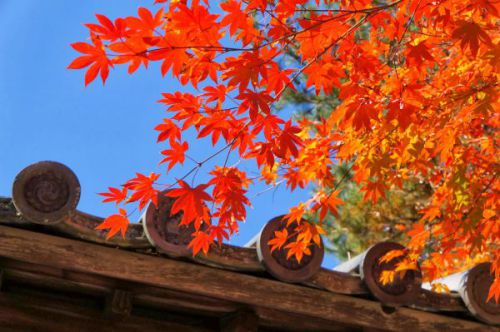 【高台寺の紅葉写真集】京都の紅葉で人気No.1のお寺に行ってきた!