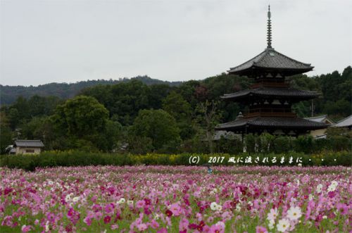 奈良・法起寺 コスモス 2017年10月14日撮影