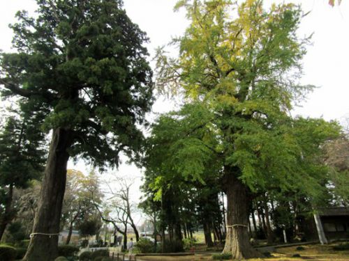 六地蔵寺の大スギ(水戸)