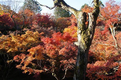 錦繍織りなす東福寺の紅葉