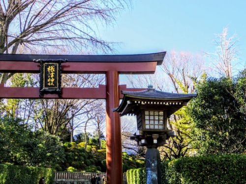 根津神社綺麗です