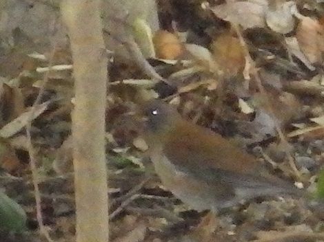 野鳥の観察 越木岩神社野鳥アルバム