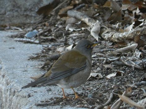 越木岩神社野鳥アルバム シロハラ 撮り直しました