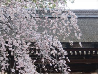 平野神社の桜2018の開花状況や見ごろ!屋台やライトアップあり