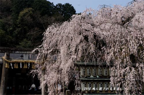 京都・大石神社 大石桜 2018年3月25日撮影
