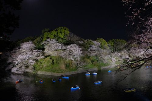 夜桜 靖国神社前から千鳥ヶ淵