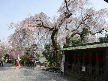 桜満開!青梅の梅岩寺、金剛寺、釜ケ渕公園にも!