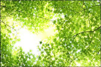 京都の新緑の見頃時期はいつ?名所ランキングや穴場の寺を紹介