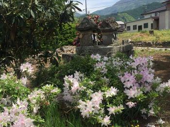 【神社仏閣巡り】亀倉の細い農道の交差点に花にかこまれた庚申塔あり!