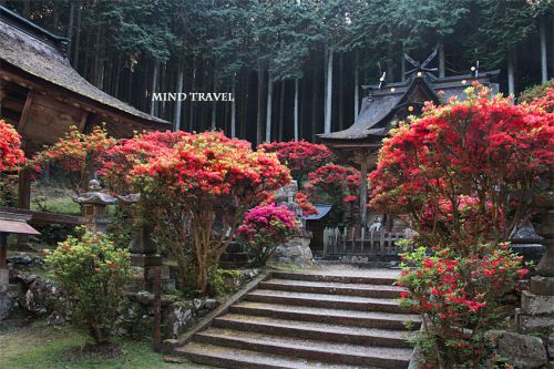 一ノ宮神社 キリシマツツジ 『日本の城と日本の地形の関係』
