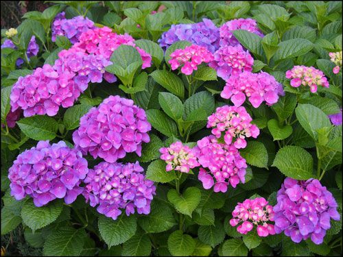 東京都の紫陽花名所・あじさい寺2018の開花状況と見頃時期
