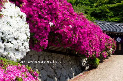 奈良・船宿寺 ツツジが咲き誇る庭園 2018年4月29日撮影