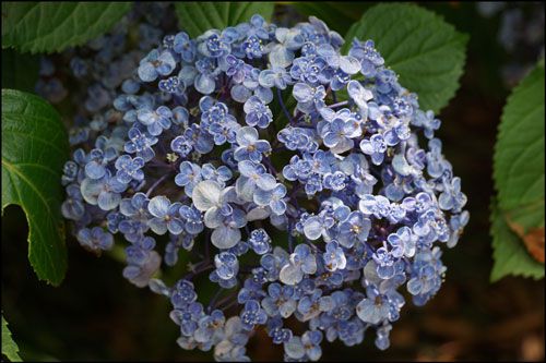 福島県あじさい寺・紫陽花の名所2018の開花状況と見頃時期