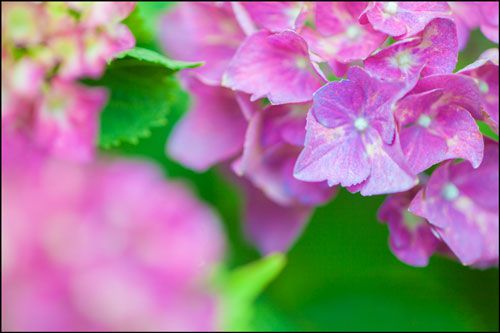 山形県あじさい寺・紫陽花の名所2018の開花状況と見頃時期