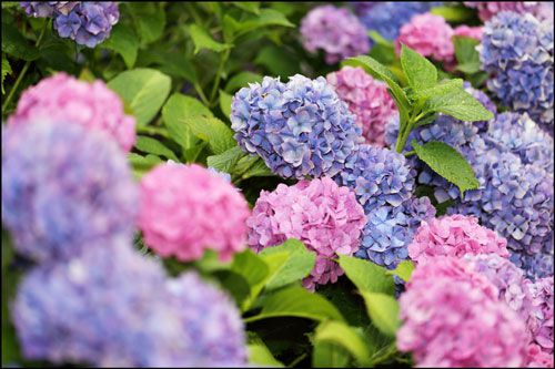 宮城県の紫陽花の名所・あじさい寺2018の開花状況と見頃時期