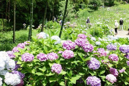 本土寺のあじさい 2018の見頃・開花状況は?