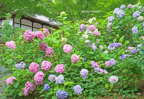 頼光寺 紫陽花 『頼光塚が蜘蛛塚とはこれいかに?』