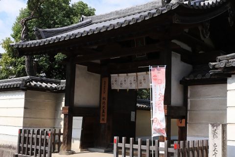 ロータスロード、西大寺のハス