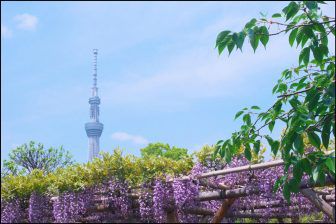 亀戸天神社の藤棚・藤の花の見頃2018!開花状況や混雑情報