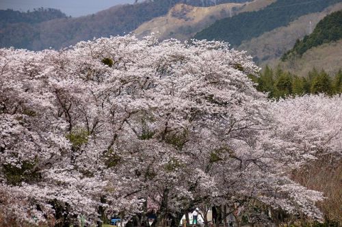 お水取り発祥の地、笠置寺で行場巡り