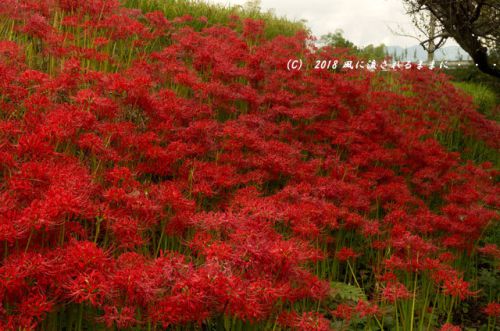 奈良・葛城市 一言主神社 彼岸花 2018年9月22日撮影