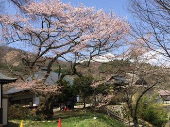 【さくら紀行】妙徳山高顕寺の櫻の大樹! 大笹街道の有力な宿場だった仁礼集落の、旅の無事を祈る祈願所としての風格を備えた名木!