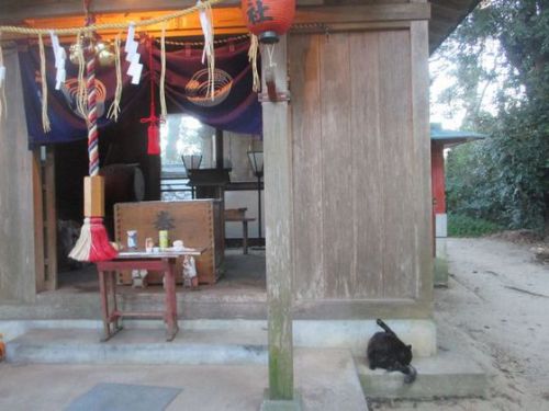 十猫十色 - 息栖神社の神使?
