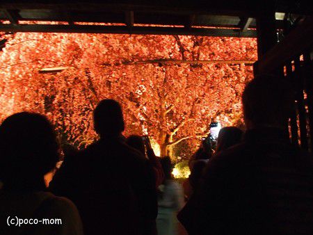 妙心寺退蔵院 食事つき春の特別拝観 、夜の紅枝垂れ桜