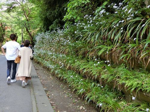 寺巡りオフ会 北鎌倉 明月院と古民家カフェ喫茶ミンカ