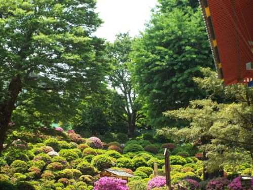 自転車で根津神社に自転車散歩2