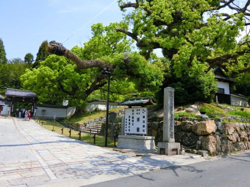爽やか初夏の青もみじ 青蓮院門跡