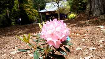 安祥寺の御朱印の種類は?特別公開時に頒布【国宝五智如来の寺】
